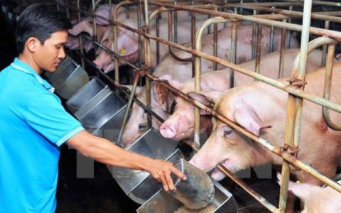 Giá heo hơi 19/8: Miền Bắc và miền Trung ổn đinh, miền Nam tăng mạnh