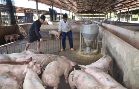 Giá heo hơi 3/9: Miền Bắc tăng nhẹ