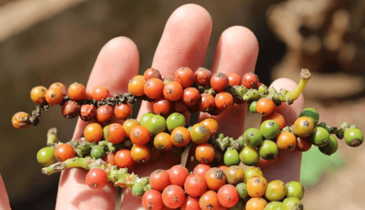 Giá tiêu 10/9: Giảm 500 đồng/kg