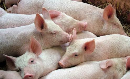 Giá heo hơi 19/9: Miền Bắc trên đà giảm