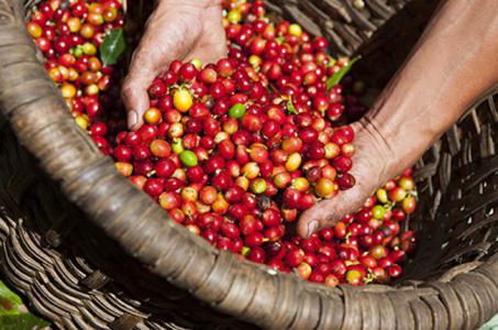 Giá cà phê 23/9: Chưa có biến động mới