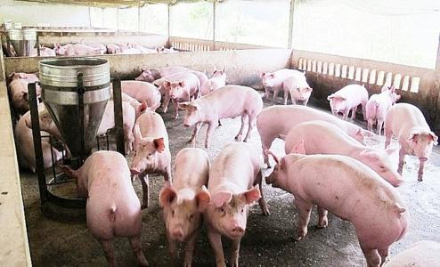 Giá heo hơi 26/6: Cả 3 miền đều ghi nhận giảm giá