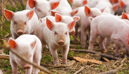 Giá heo hơi 25/9: Miền Bắc bắt đầu tăng trở lại