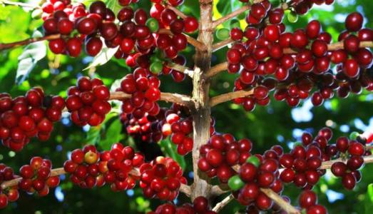 Giá cà phê 25/9: Cà phê nguyên liệu ổn định