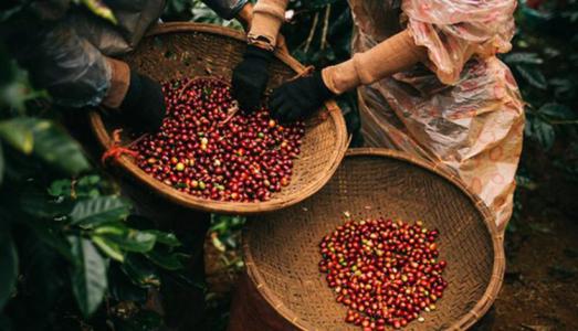 Giá cà phê 26/9: Giảm nhẹ 200 đồng/kg