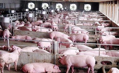 Giá heo hơi 27/9: Tại nhiều địa phương khởi sắc