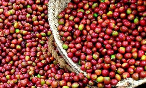 Giá cà phê 30/9: Tăng nhẹ 100 đồng/kg