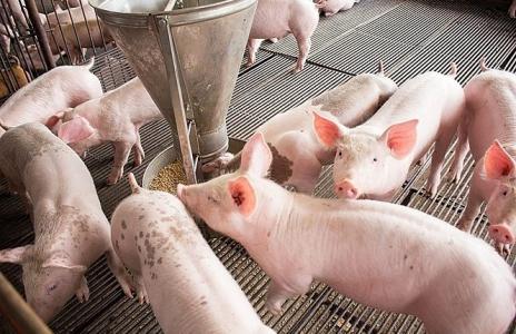 Giá heo hơi 1/10: Miền Bắc tăng giá