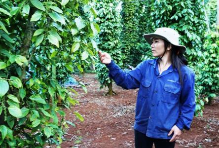 Giá tiêu 3/10: Phục hồi tăng 500 đồng/kg