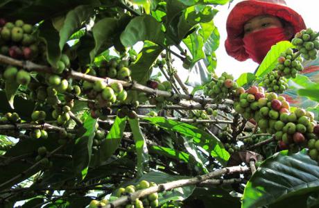 Giá cà phê 8/10: Giảm 700 đồng/kg