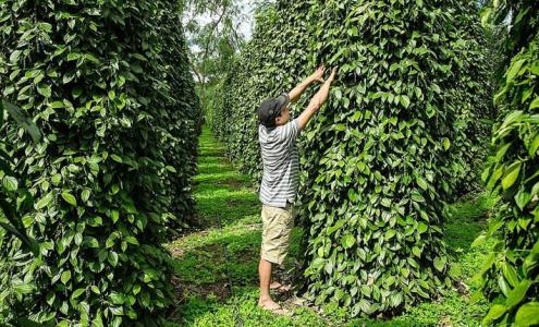 Giá tiêu 8/10: Mức giá vẫn tiếp tục đi ngang