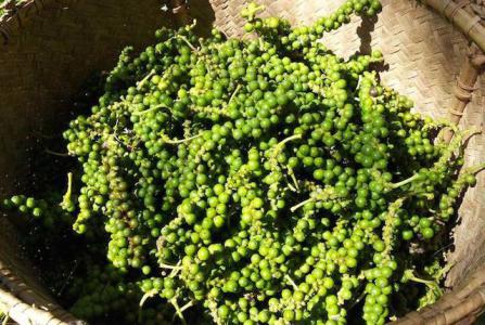 Giá tiêu 9/10: Tiếp tục đi ngang