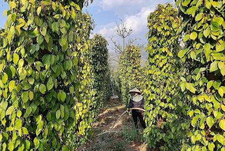 Giá cà phê 9/10: Cà phê nguyên liệu tăng nhẹ 100 đồng/kg