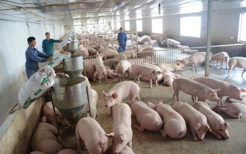 Giá heo hơi 10/10: Cả 3 miền không ngừng tăng