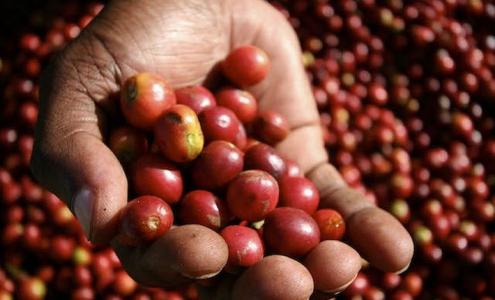 Giá cà phê 14/10: Cà phê nguyên liệu đang đi ngang dưới đáy