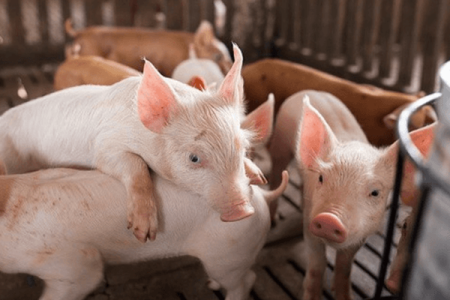 Giá heo hơi hôm nay 15/10: Miền Bắc có dấu hiệu chững giá