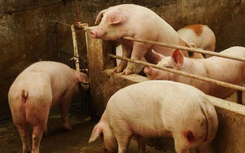 Giá heo hơi 15/10: Miền Bắc hạ nhiệt, miền Trung vẫn duy trì trong khung giá cao