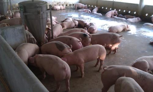 Giá heo hơi 26/6: Miền Bắc tiếp tục đi xuống