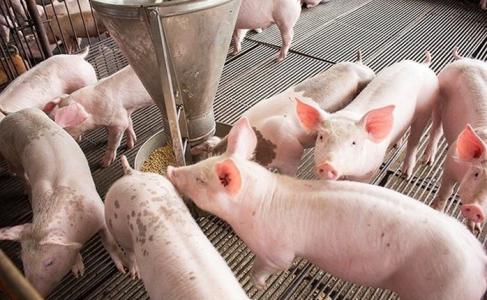 Giá heo hơi 1/11: Miền Bắc tiếp tục tăng, miền Nam tăng mạnh