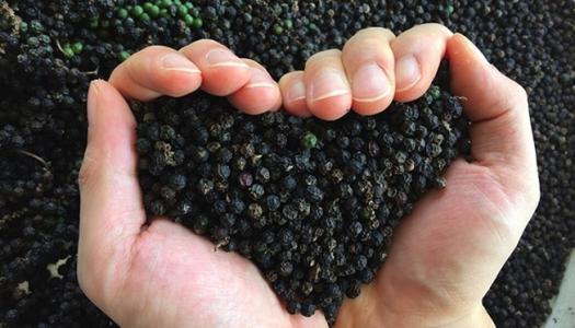 Giá tiêu 2/11: Giảm 500 đồng/kg