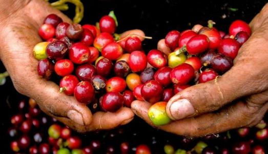 Giá cà phê 2/11: Cà phê của Việt Nam xuất khẩu nhiều nhất sang thị trường Đức