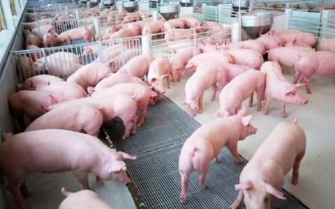 Giá heo hơi 4/11: Tiếp tục tăng trên cả nước