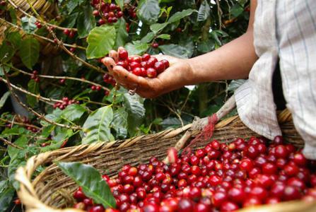 Giá cà phê 8/11: Xuất khẩu bình quân mặt hàng cà phê giảm