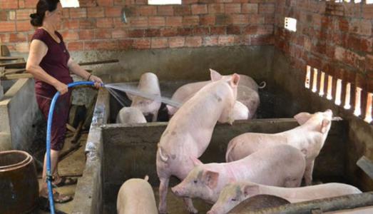 Giá heo hơi 12/11: Miền Bắc vẫn tiếp tục tăng, nhiều địa phương đã xác lập kỷ lục mới