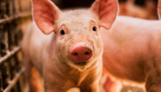 Giá heo hơi 14/11: Miền Bắc tiếp tục phá kỷ lục cũ, thiết lập đỉnh giá mới