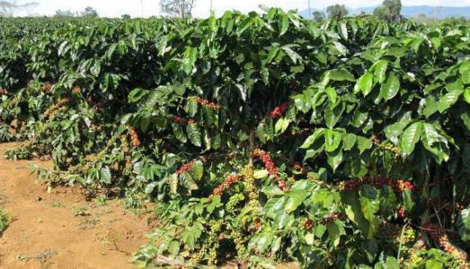 Giá tiêu 25/11: Ngành hồ tiêu Việt Nam và thế giới đang đứng trước nhiều thách thức