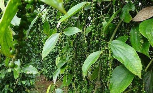 Giá tiêu 27/11: Vẫn tiếp tục đi ngang