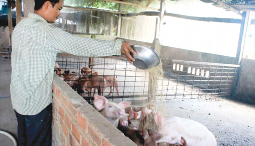 Giá heo hơi 2/12: Miền Bắc tăng nhẹ ở một số nơi