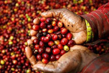 Giá cà phê 3/12: Tăng 100 đồng/kg