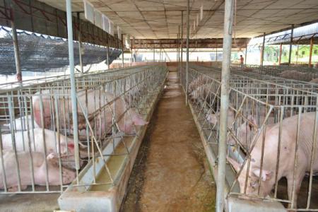 Giá heo hơi 3/12: Cả 3 miền lại tiếp tục có xu hướng tăng trở lại