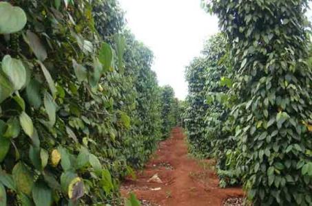 Giá hồ tiêu 3/12: Vẫn chưa có sự biến động