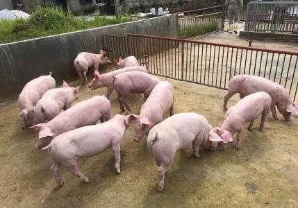 Giá heo hơi 5/12: Nhiều tỉnh ở miền Bắc tăng trở lại