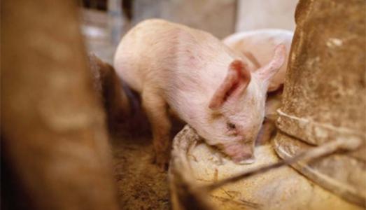 Giá heo hơi 6/12: Miền Bắc tiếp tục tăng