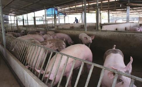 Giá heo hơi 9/12: Miền Bắc, miền Nam tăng mạnh