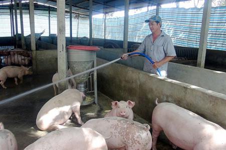 Giá heo hơi 19/12: Miền Bắc, miền Nam tiếp tục tăng giá cao