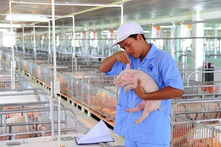 Giá heo hơi 23/12: Cả 3 miền vẫn tiếp tục tăng mạnh