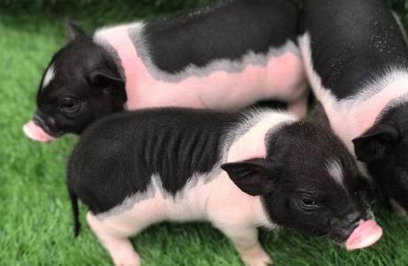 Giá heo hơi 24/12: Miền Bắc không ngừng đi lên