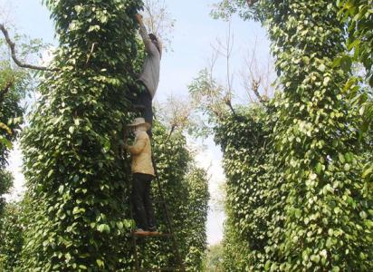 Giá tiêu 25/12: Tiếp tục duy trì xu hướng đi ngang