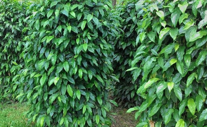 Giá tiêu hôm nay 26/12: Vẫn không có sự thay đổi