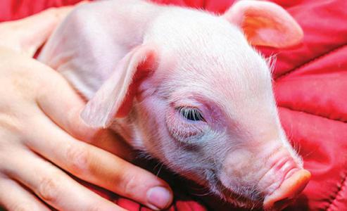 Giá heo hơi 27/12: Miền Trung bất ngờ giảm nhẹ