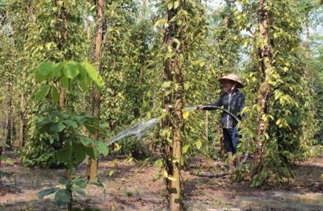 Giá tiêu 2/1: Tiếp tục đi ngang trong ngày đầu năm mới