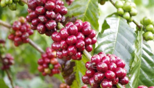 Giá cà phê 6/1: Chưa có nhiều bứt phá