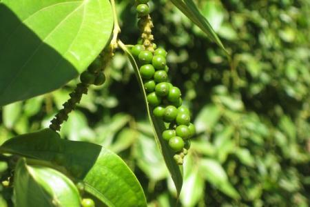 Giá hồ tiêu 7/1: Giảm 500 đồng/kg