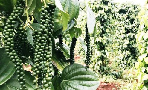 Giá tiêu 8/1: Chưa có nhiều khởi sắc