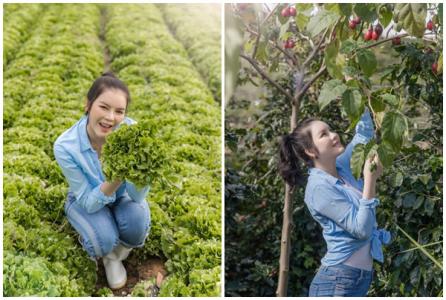 Lý Nhã Kỳ thu hoạch cà chua và rau ở nông trại Đà Lạt