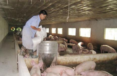 Giá heo hơi 31/1: Miền Bắc ổn định